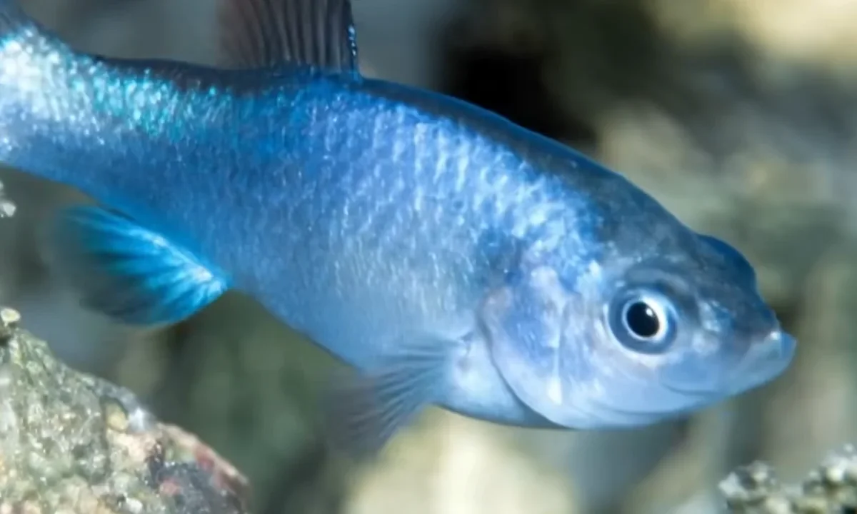 Devil’s Hole pupfish