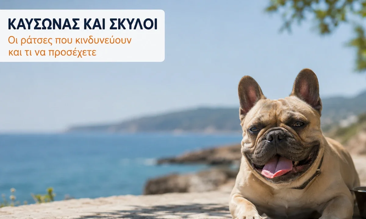 Οι ράτσες σκύλων που υποφέρουν περισσότερο από τη ζέστη το καλοκαίρι στην Ελλάδα και οι τρόποι προστασίας τους