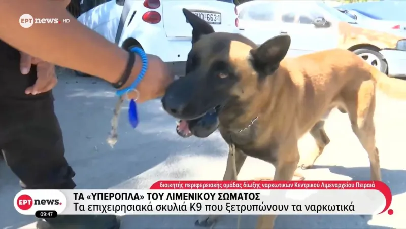 Σκύλος και καλοκαίρι: Γιατί το κλιματιστικό δεν είναι η μόνη λύση