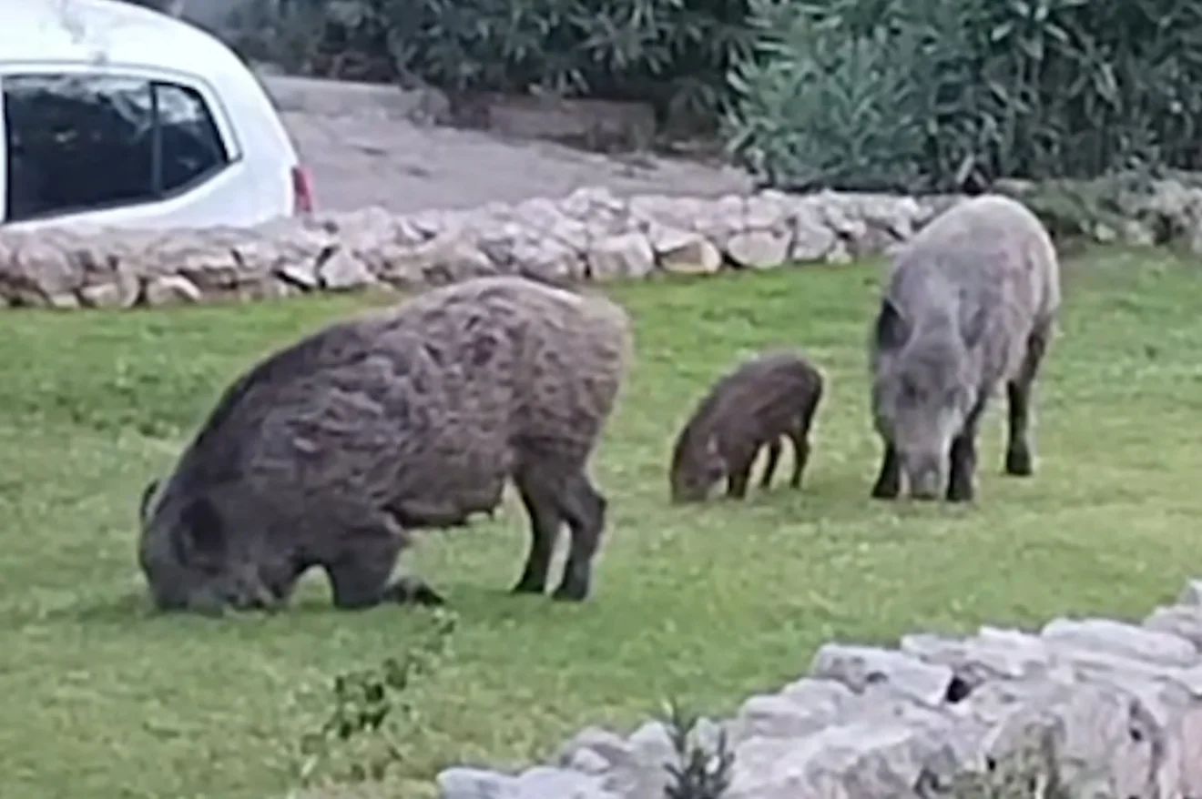 Αγριογούρουνα στην Πετρούπολη κοντά σε κατοικημένη περιοχή