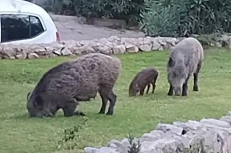Πετρούπολη: Αγριογούρουνα έφτασαν δίπλα στο Terra Petra ψάχνοντας τροφή (video)
