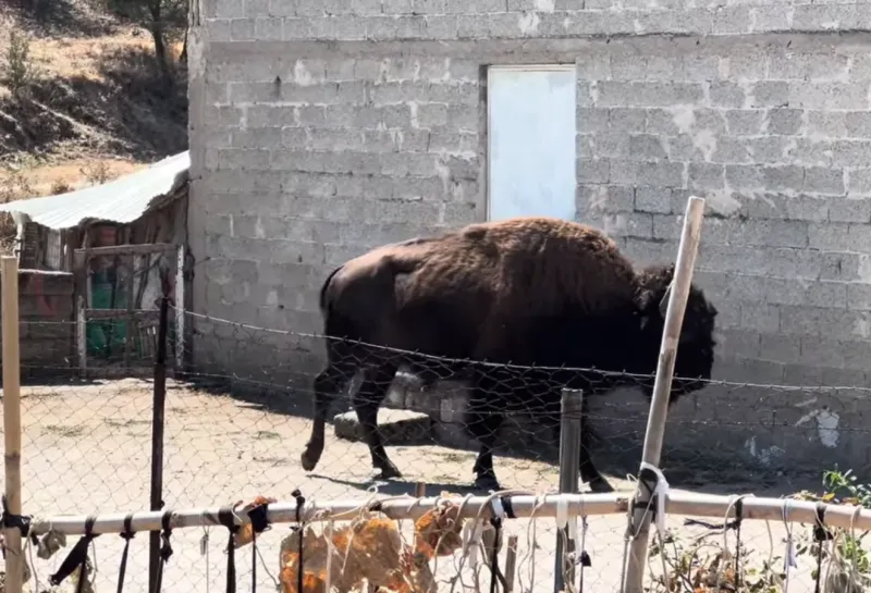 Τρίκαλα: Βίσονας μπήκε σε αυλή σπιτιού και έκανε βόλτες ανάμεσα στις κατοικίες (video)