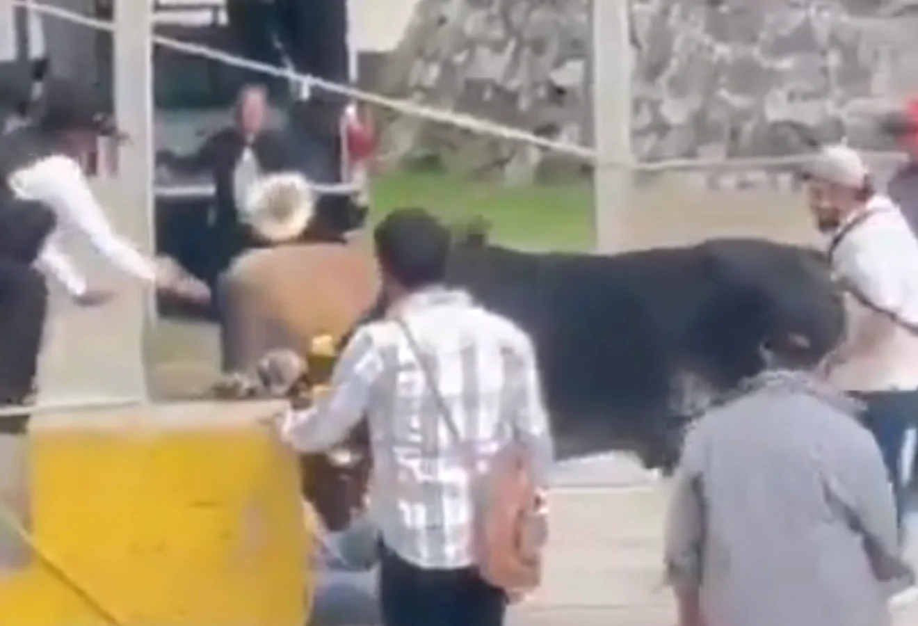 Δύο βόδια κατά τη διάρκεια της παραδοσιακής γιορτής «La Rasta» στην Πουέμπλα του Μεξικού, όπου ένας άνδρας τραυματίστηκε όταν τα ζώα ξέφυγαν από τον έλεγχο. Πηγή: El Universal Puebla / @UniversalPuebla.