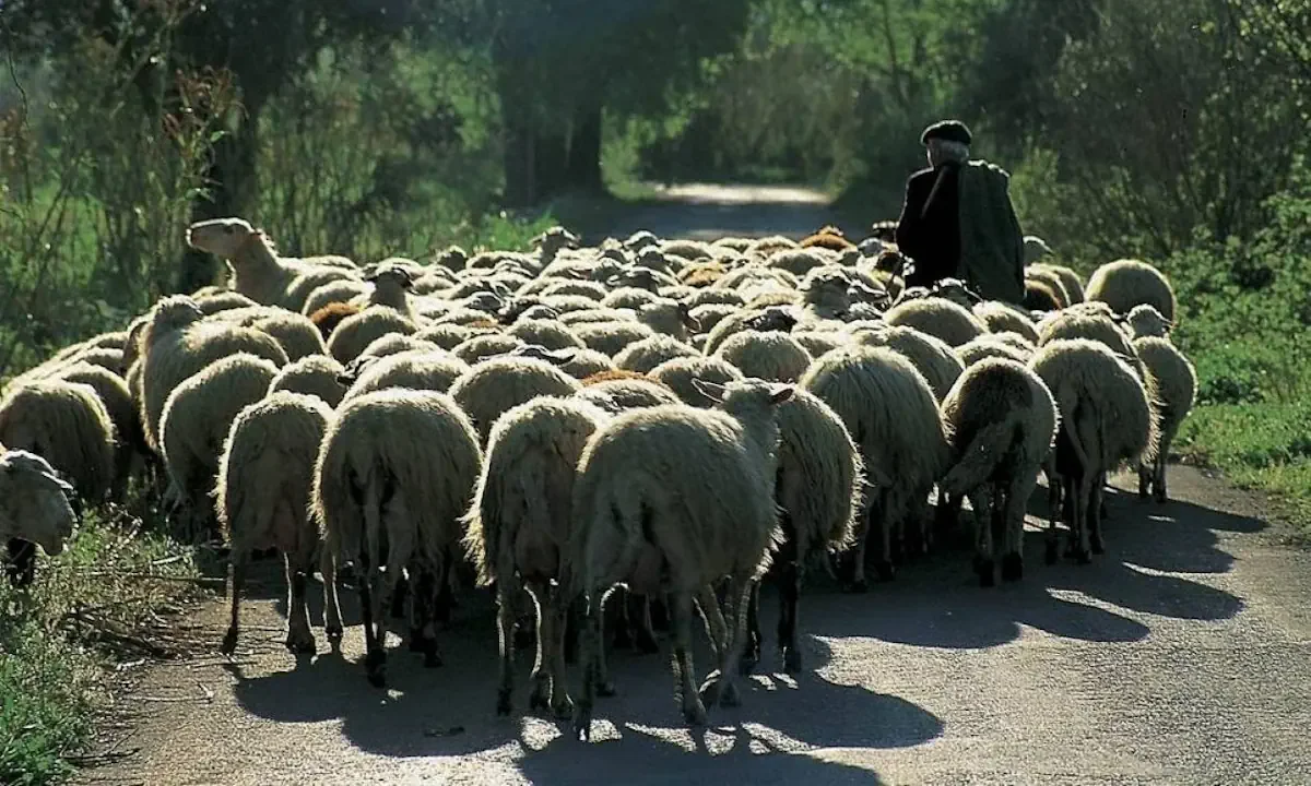 Ευλογιά αιγοπροβάτων: Οι τίμιοι κτηνοτρόφοι πεθαίνουν μεταφορικά και κυριολεκτικά, και οι γιαλαντζί πλουτίζουν με τον ΟΠΕΚΕΠΕ.
