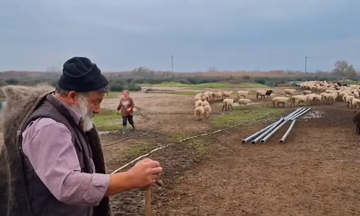 Το ελληνικό κράτος αφανίζει με αδίστακτο τρόπο το ζωικό κεφάλαιο της χώρας - «Είναι σαν να μας σκοτώνουν τα παιδιά μας ένα - ένα...».