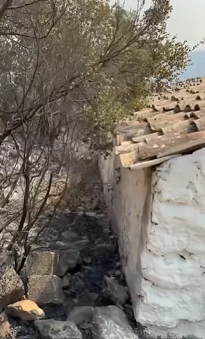 Τα πράσινα κλαδιά που ακουμπούν τη στέγη.