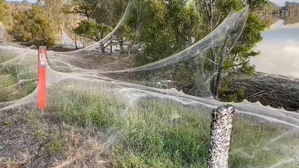 Αυστραλία: Το φαινόμενο του «ballooning» έκανε την εμφάνισή του στην περιοχή Gippsland της Βικτόρια και οι εικόνες είναι εντυπωσιακές.