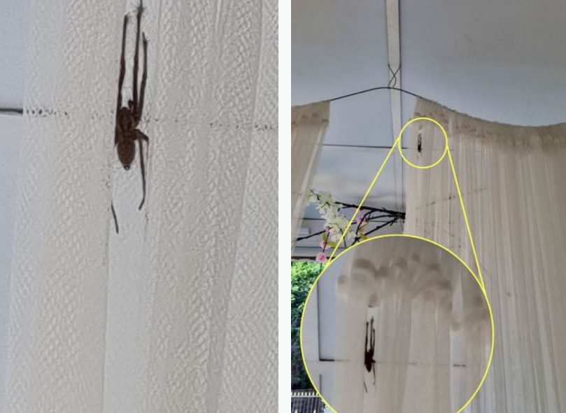 Αγγλία: Έκλεισε τον οίκο νυφικών της λόγω τεράστιας αράχνης!