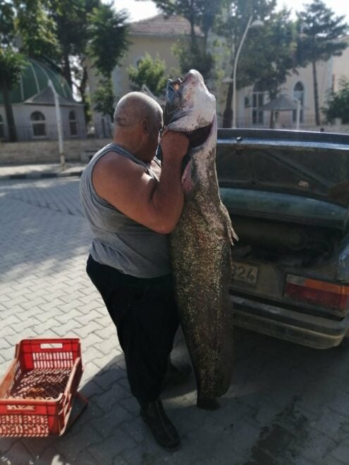 Βρήκαν γατόψαρο δύο μέτρων στον Έβρο