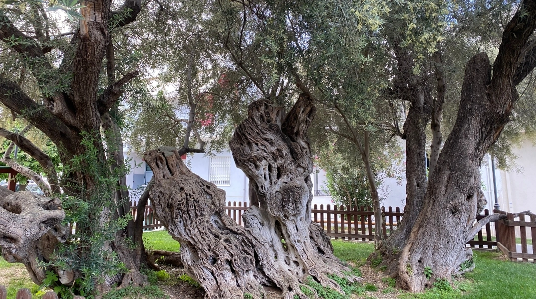 Η ελιά που είναι πιο παλιά από την Ακρόπολη βρίσκεται στην Αθήνα και είναι η ελιά του Πεισίστρατου - Δείτε πόσων ετών είναι