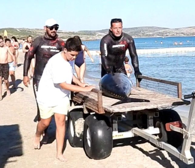 Δεν είναι σκηνή από ταινία  - Έβγαλε τόνο - γίγαντα στη Σμύρνη